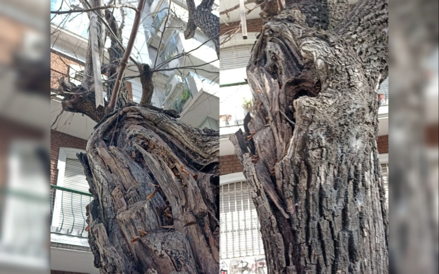 A metros de la Municipalidad, un árbol en mal estado preocupa a los vecinos