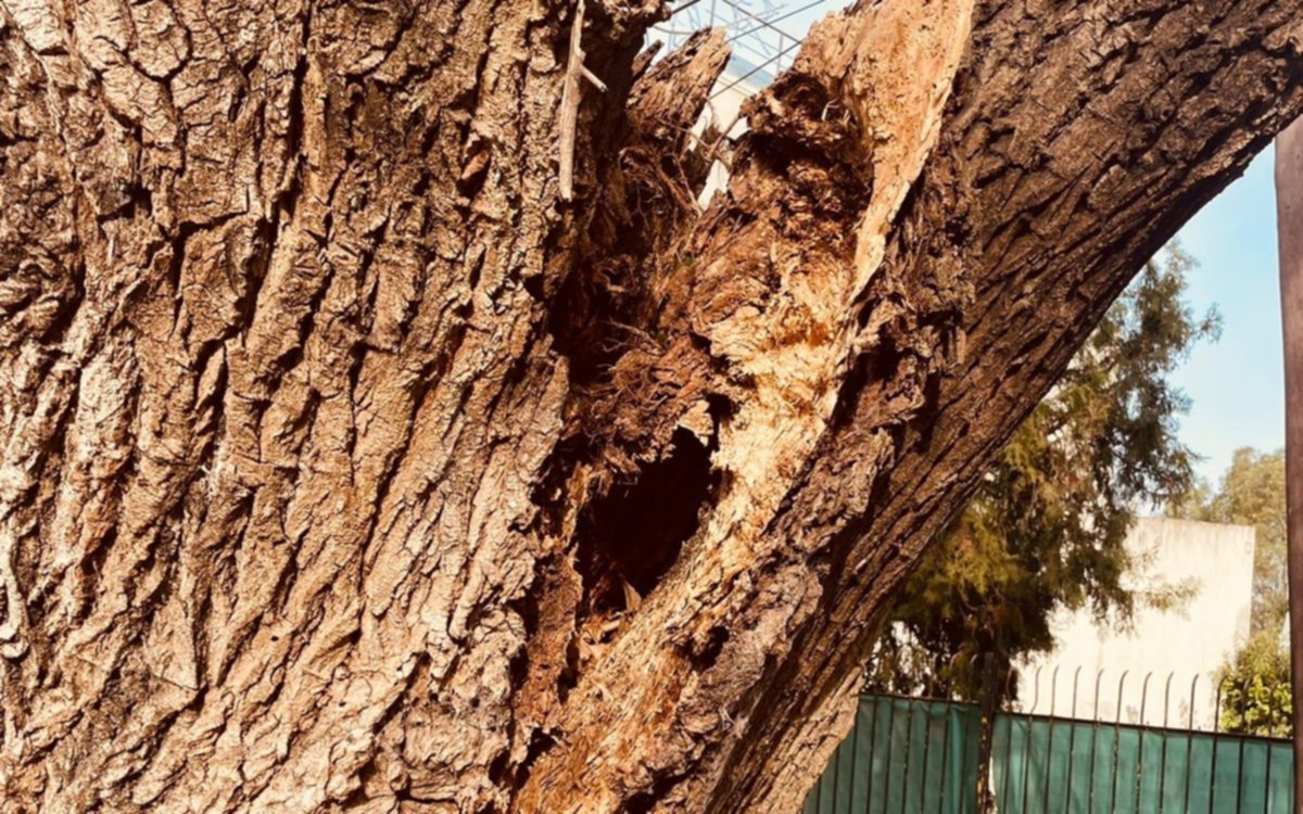 Un árbol a punto de caerse en Gonnet: temor entre los vecinos