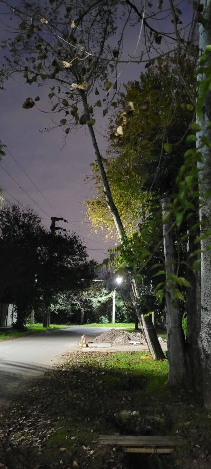 Vecinos de City Bell piden por la remoción de un árbol en mal estado