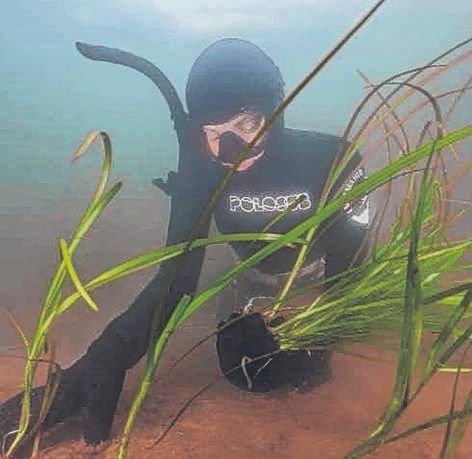 Jardineros submarinos que restauran el ecosistema de un fiordo