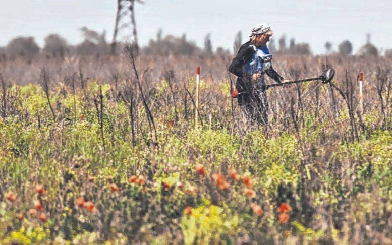 El campo con amapolas que está plagado de minas y que mujeres buscan limpiar