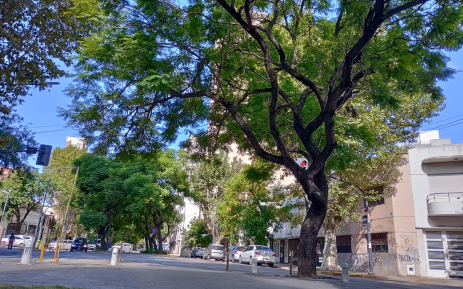 Semana corta y lunes feriado: cómo estará el clima en La Plata