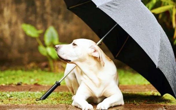 Con cielo nublado y sin tanto frío en el inicio de la mini semana laboral: ¿llueve en La Plata?