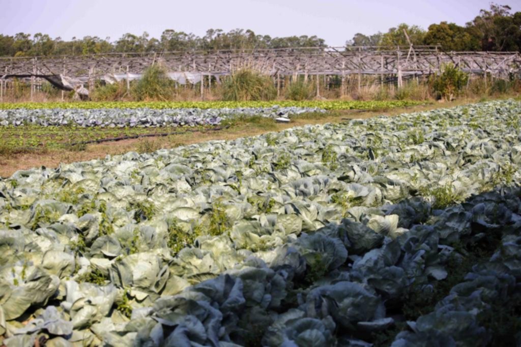 Alarma por plaguicidas y microplásticos en el cinturón hortícola local