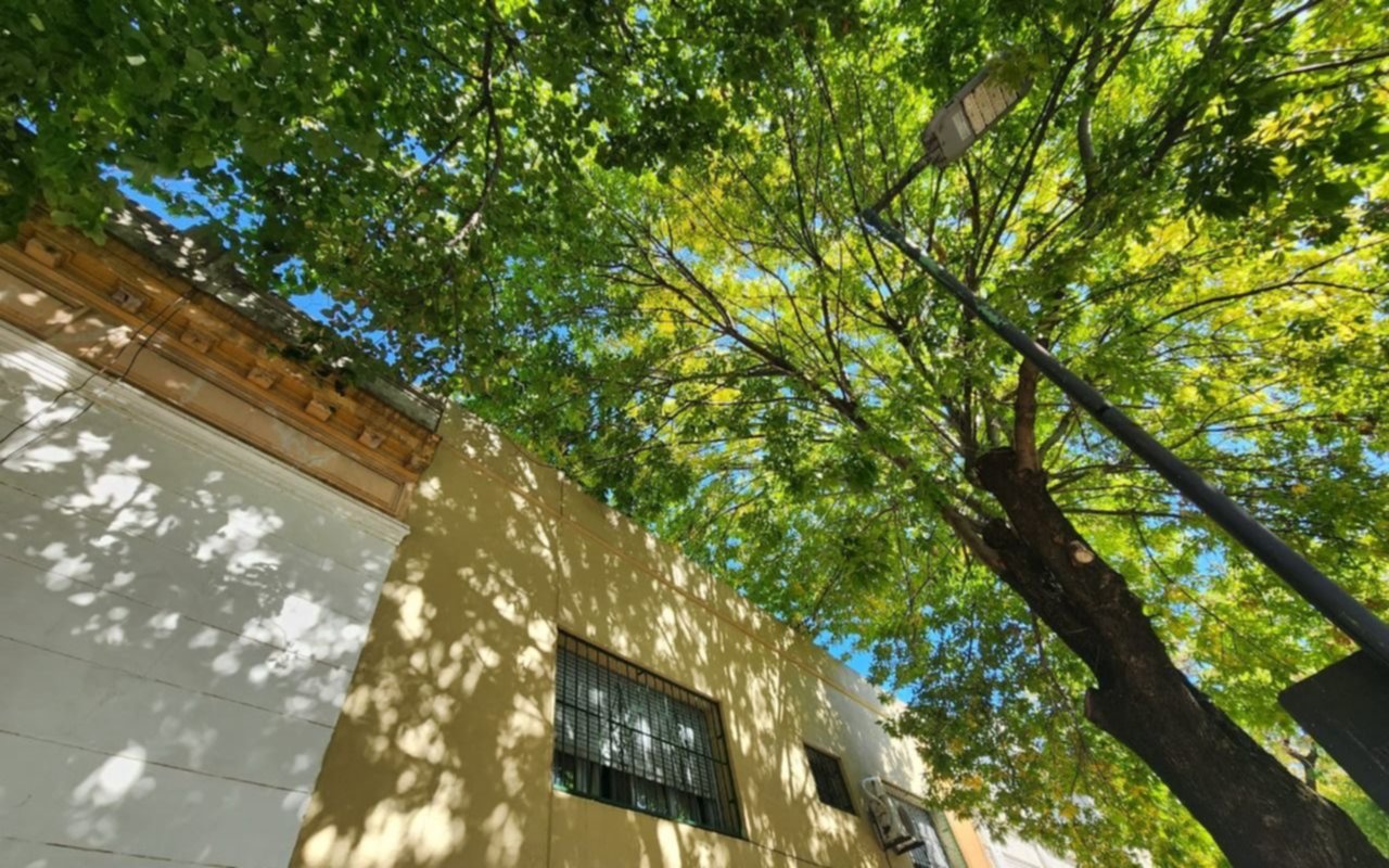 Reclama la poda de árboles en 3 y 41: "Se pudren las canaletas"