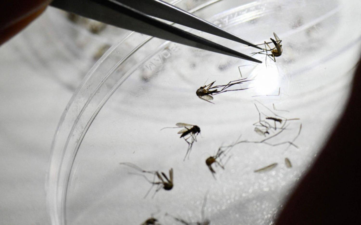 La Plata acumula cuatro muertes por dengue