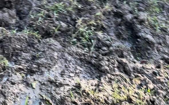Pantano por una pérdida de agua en 12 y 507, de Gonnet