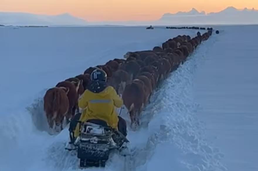 El clima pega muy fuerte Caos por las nevadas en el Sur