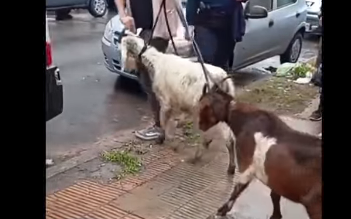 Policía salvó animales de brutal sacrificio en Quilmes