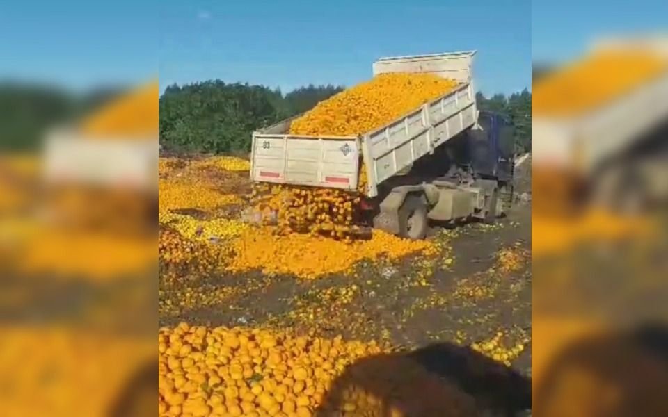 Viral | "Duele ver": camiones tiran a la basura toneladas de mandarinas
