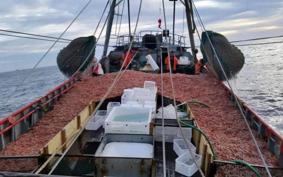 Sin consenso en paritarias y se agrava la disputa por la pesca del langostino