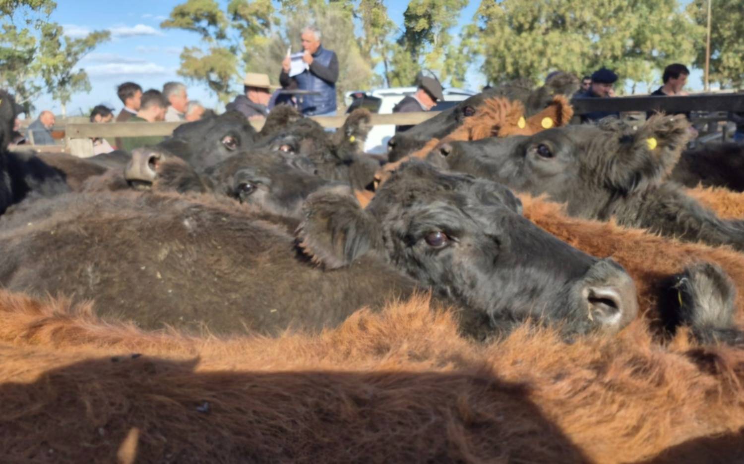 Con 850 cabezas y mercado firme, Arzoz realiza hoy el remate en la Rural de Tres Arroyos