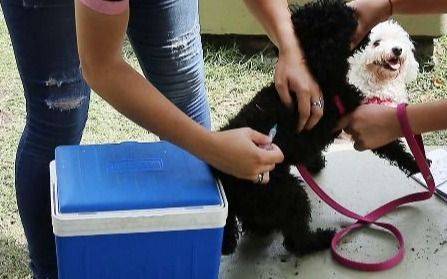 Castración y vacunación de perros y gatos gratis en La Plata: en qué barrio estará la posta veterinaria