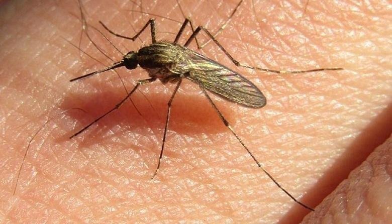Ciudad sin dengue: entre la inmunización y el factor vacuna