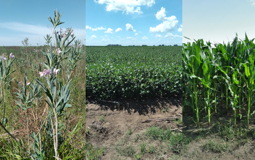 El uso de agroquímicos pone en riesgo la polinización en el agro