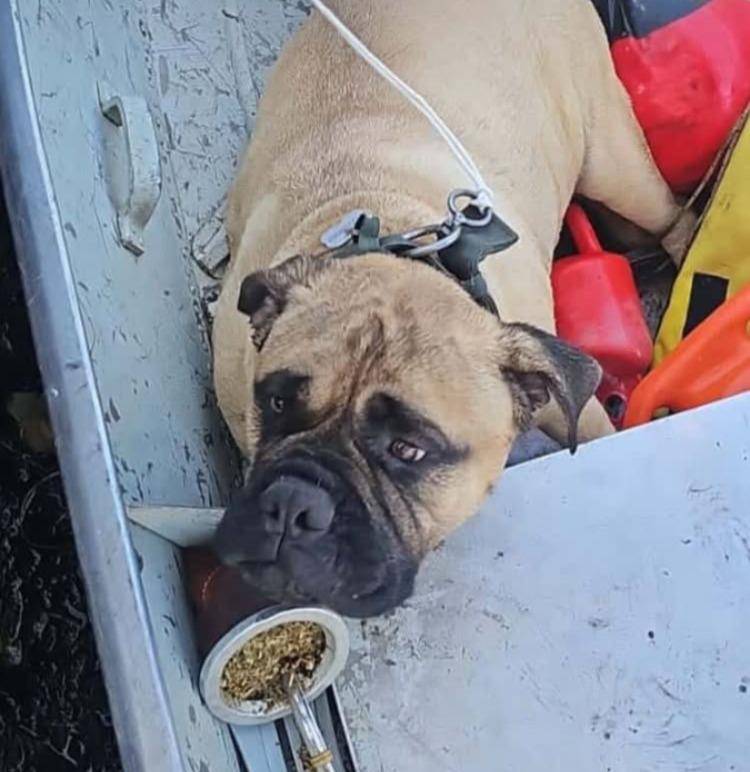 Crisis: un perro de la China se le escapó y casi se ahoga