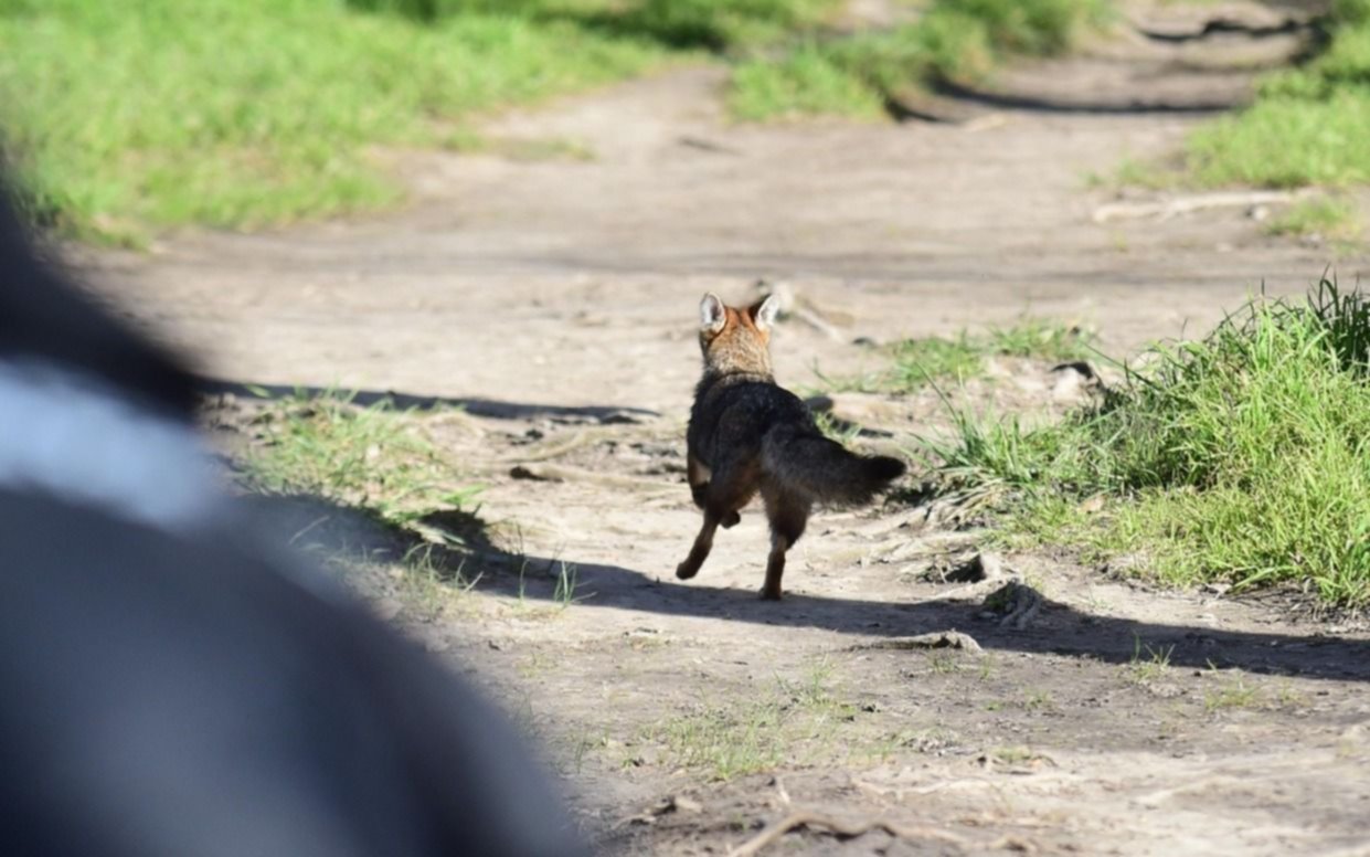El Bioparque de La Plata liberó dos zorras grises tras rehabilitarlas