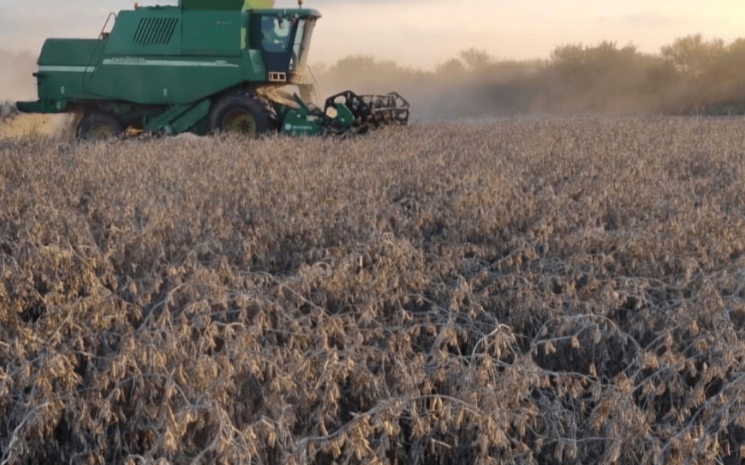 La Bolsa de Cereales eleva la proyección de soja a 50,3 Mt