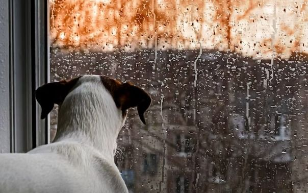 ¡Para quedarse en la cama! Llueve y hace frío en La Plata: el tiempo para este finde largo