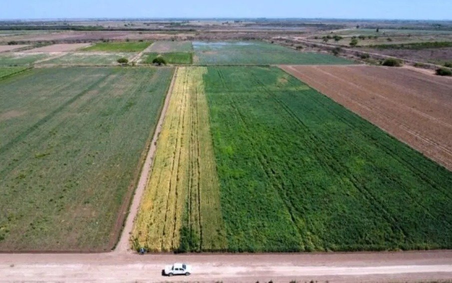 Buenos Aires: las lluvias reducen la siembra de trigo en 100 mil hectáreas