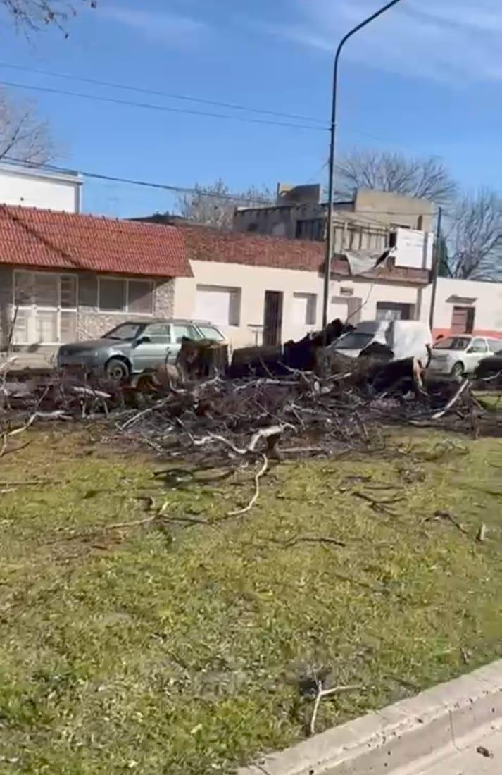 Alerta vecinal por la tala y extracción de árboles en barrio Hipódromo