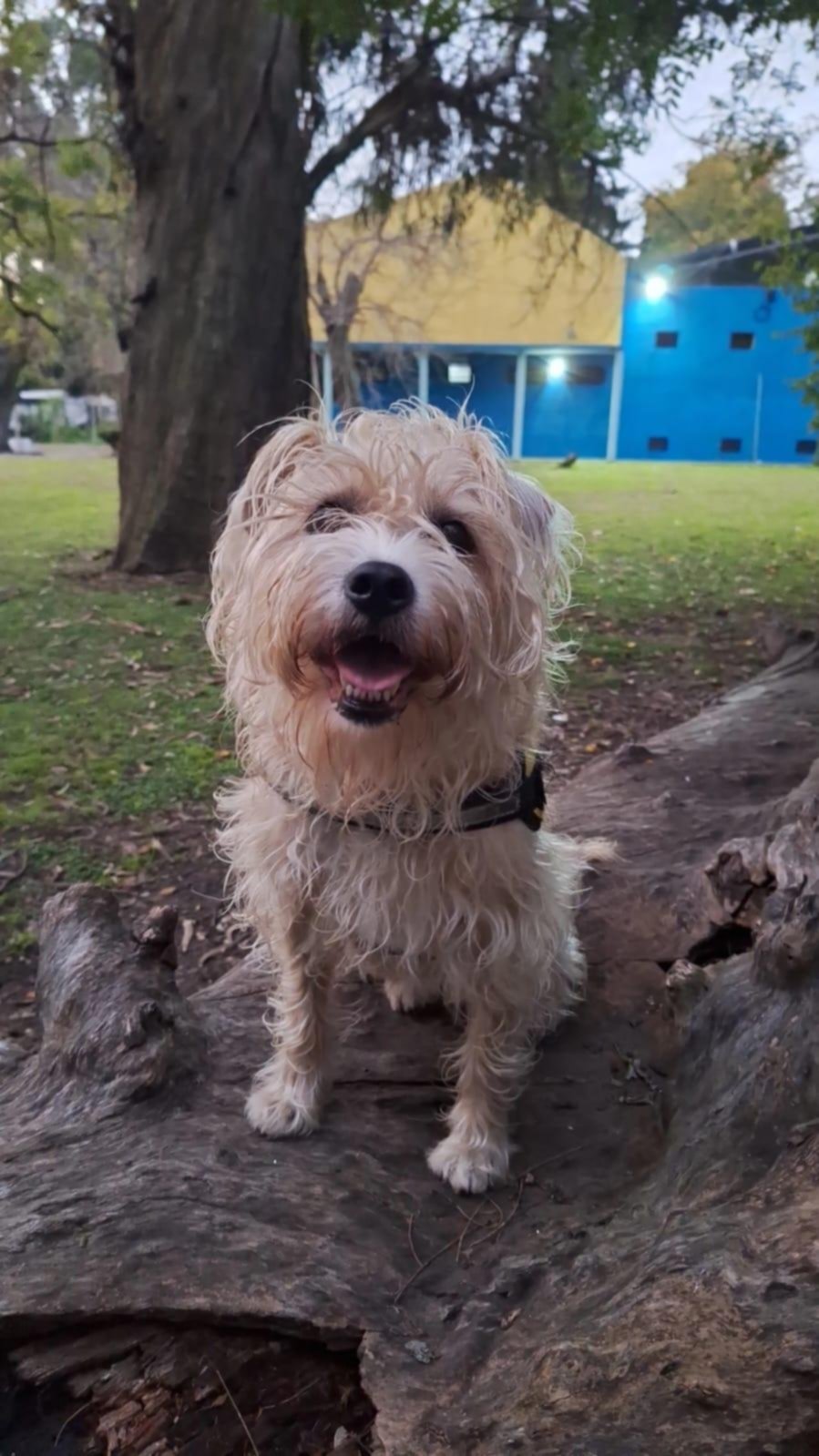 Gatos y perros en la Ciudad: la “geografía”, del centro a la periferia
