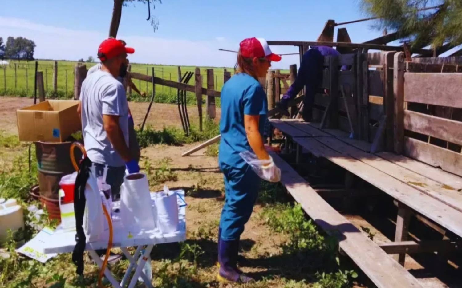 Alarma en el norte argentino: detectan resistencia total a un antiparasitario en bovinos