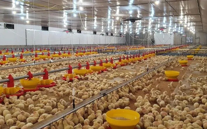 Carne aviar: Argentina consolida el consumo interno y mira al mundo