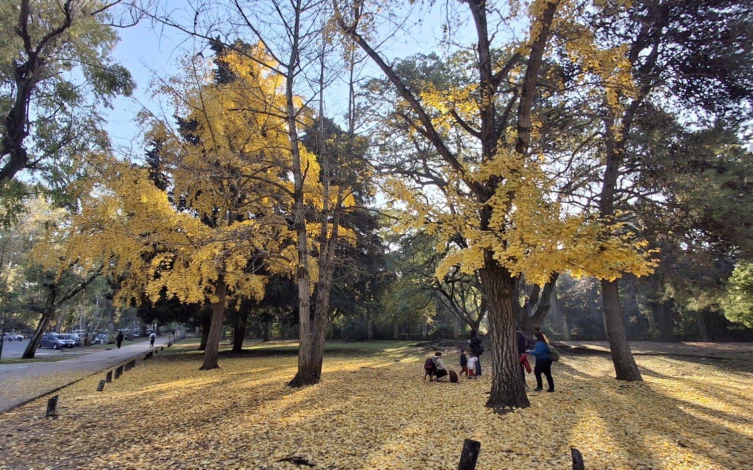 El invierno también trae su espectáculo: los ginkgos del Bosque brillan sueltan hojas