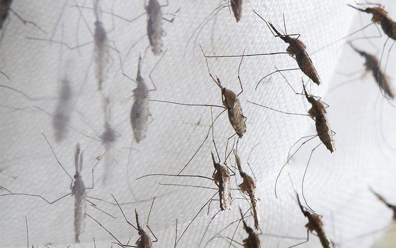 Llega el invierno y los mosquitos dicen "presente" en La Plata: qué está pasando según los expertos