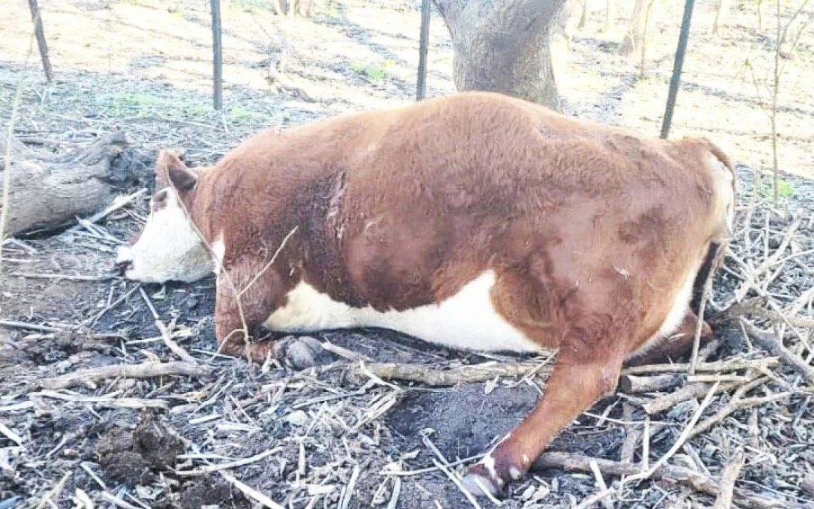 Pérdidas por abandono vial en Quiroga: 16 vacunos muertos en un campo aislado