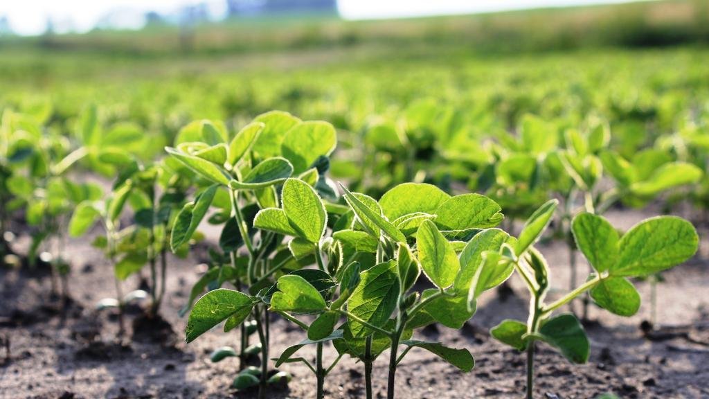 El agro en alerta: reclaman que no vuelvan a subir las retenciones