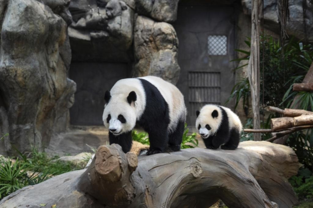 Jia Jia y De De, los pandas gigantes que revolucionan Hong Kong