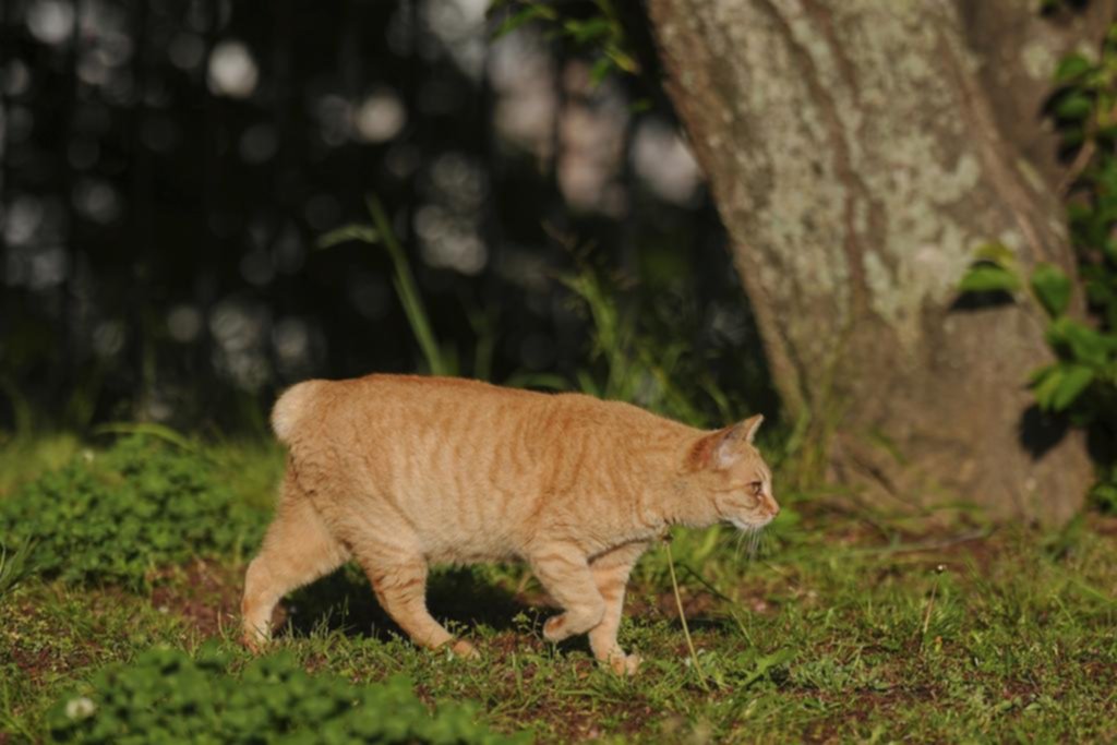 Como diría la Chiqui: los gatos sin cola “traen suerte”