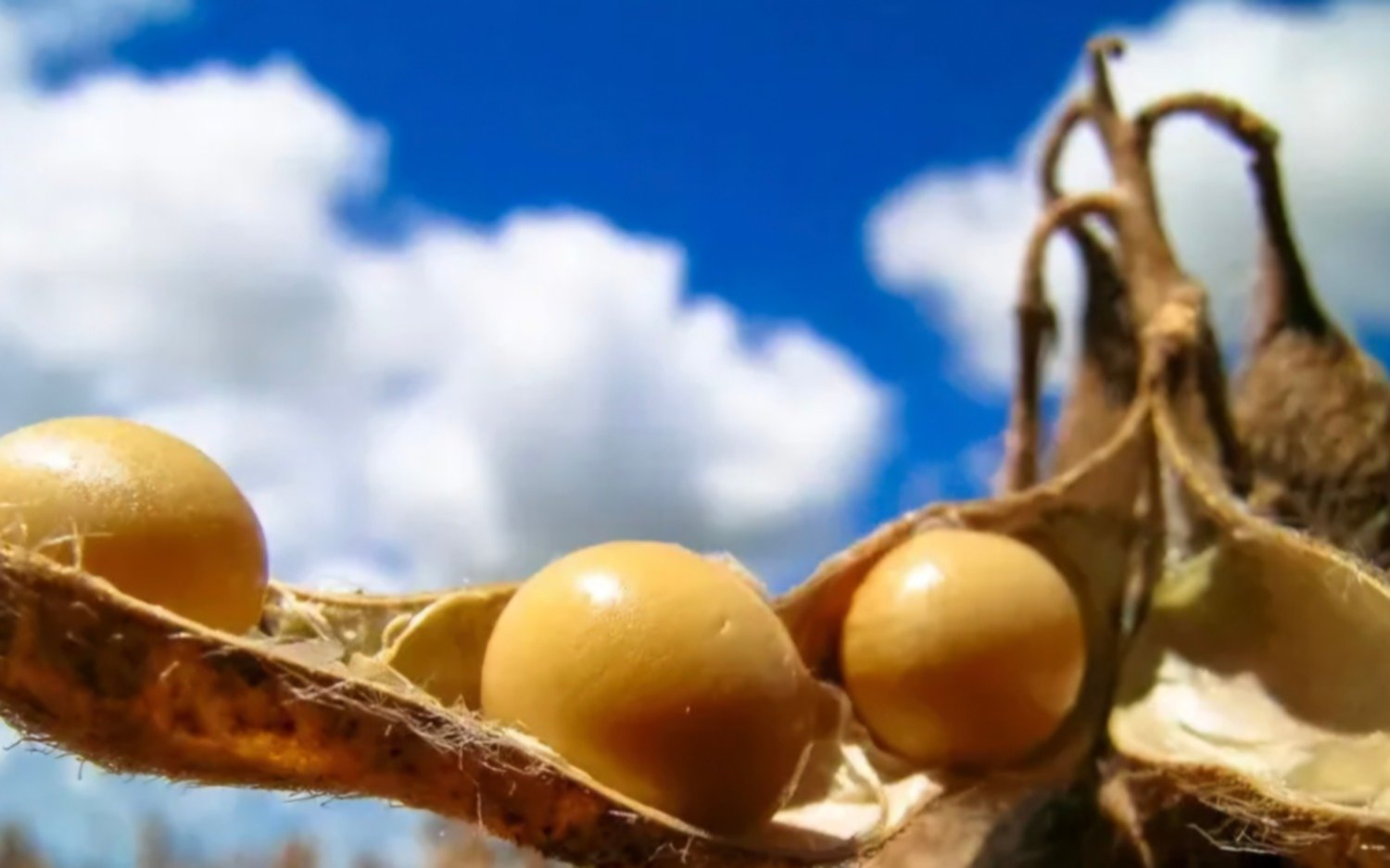 El ozono troposférico reduce un 33% el peso de los granos de soja, según la FAUBA