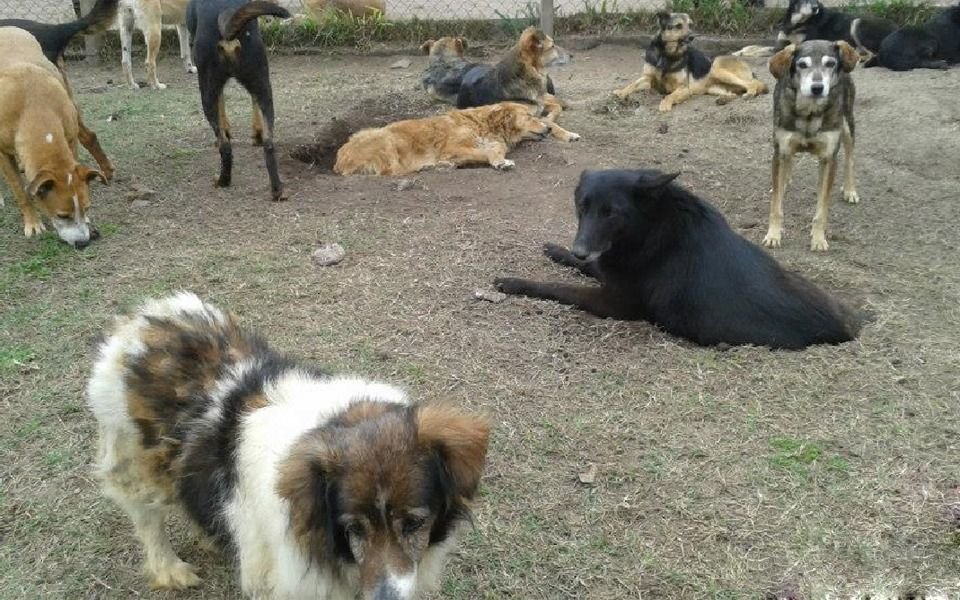 Un refugio de animales de La Plata pide donaciones de dinero, comida y ropa de abrigo