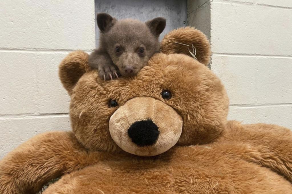 Un peluche da cobijo a un osezno huérfano