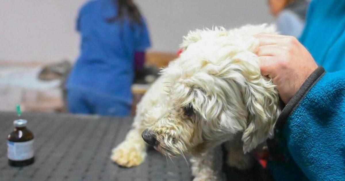 Veterinarios preocupados por el aumento de castraciones clandestinas | El Dia