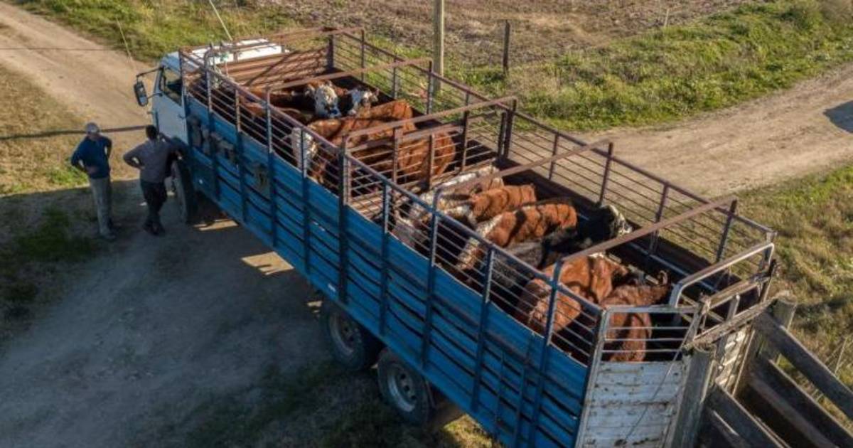 Productores rurales cuestionan los condicionamientos para trabajar | El Dia