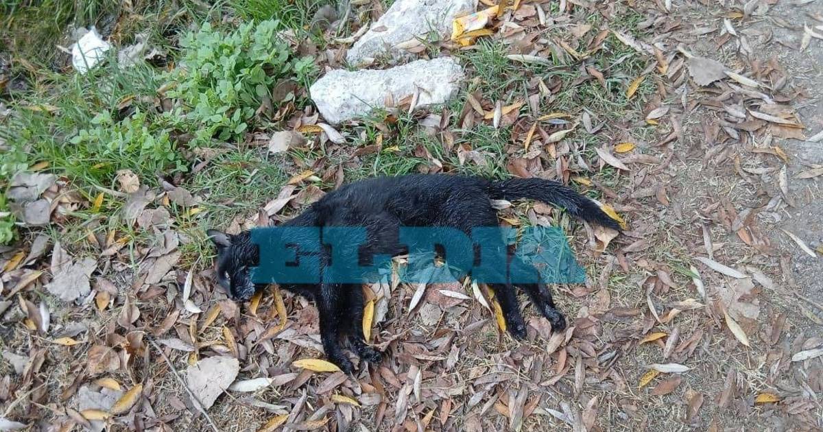 Preocupación en Olmos: denuncian que envenenan gatos y temen por la seguridad de los niños | El Dia
