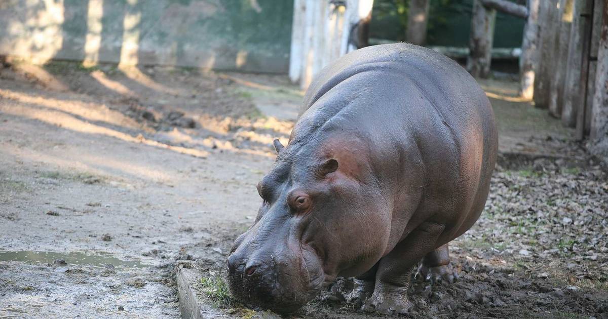 Piden un informe sobre la muerte de Hipólito | El Dia