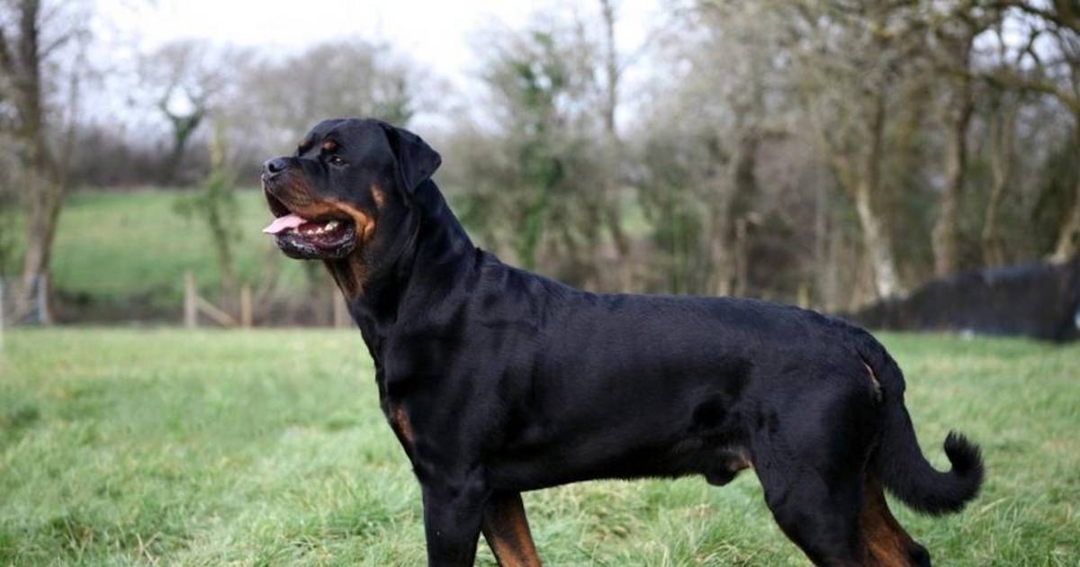 Alerta en Etcheverry por rottweilers agresivos | El Dia