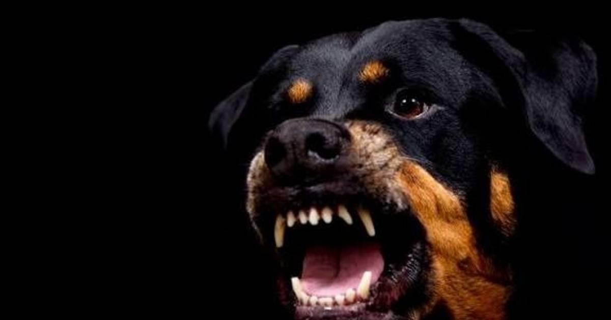 Preocupación y tensión en Villa Elisa por perros peligrosos sueltos: denuncian ataques de Rottweiler | El Dia