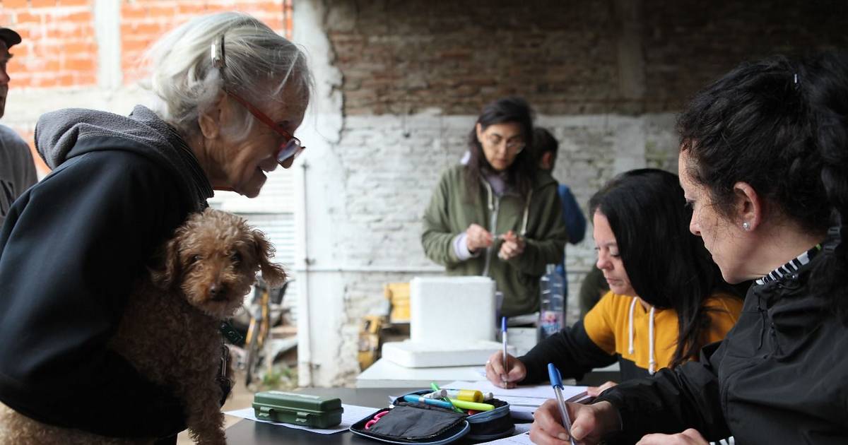 La Comuna intensifica la vacunación y castración de perros y gatos | El Dia