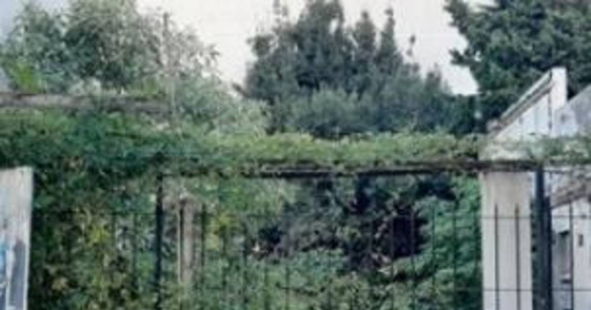 Suspenden el juicio a un supuesto estafador por su condición mental | El Dia