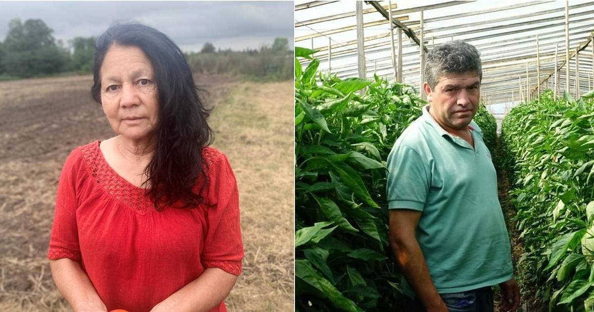 El drama de los productores hortícolas de La Plata que alimentan a la región y hoy trabajan a pérdida | El Dia