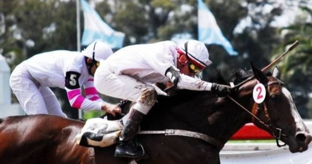 Turf  Programas y Resultados | El Dia
