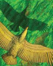 Revelan cómo voló el Argentavis, la más inmensa ave prehistórica