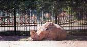 Murió la rinoceronte y el Zoo perdió otra atracción