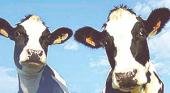 Hormonas de crecimiento para las vacas lecheras